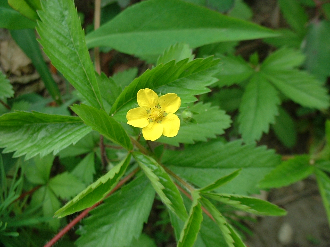 Potentilla simplex